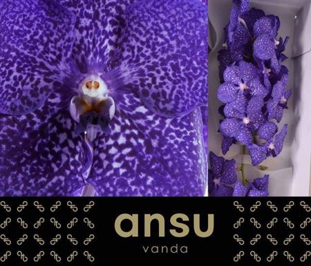 <h4>Vanda Sunanda Blueberry Smoothie</h4>