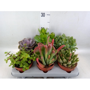 Succulents   ...