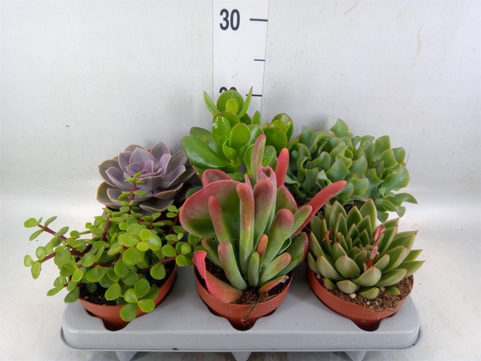 <h4>Succulents   ...</h4>