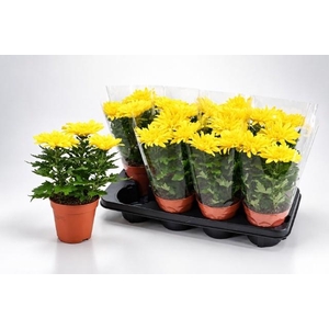 CHRYS SUPNOVA YELLOW