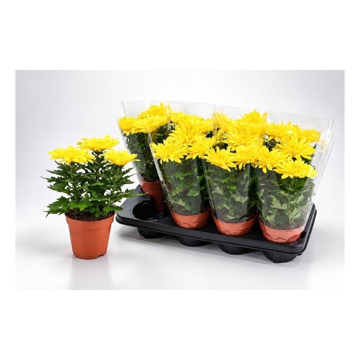 <h4>CHRYS SUPNOVA YELLOW</h4>