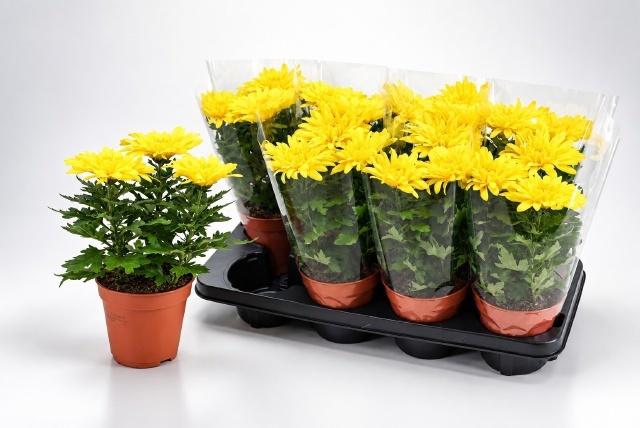 <h4>CHRYS SUPNOVA YELLOW</h4>