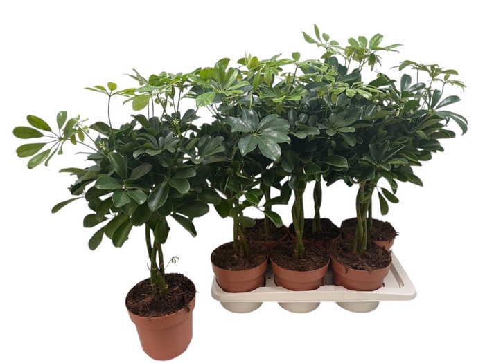 <h4>SCHEF AR NORA</h4>