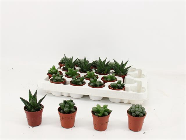 <h4>HAWORTHIA GEM</h4>