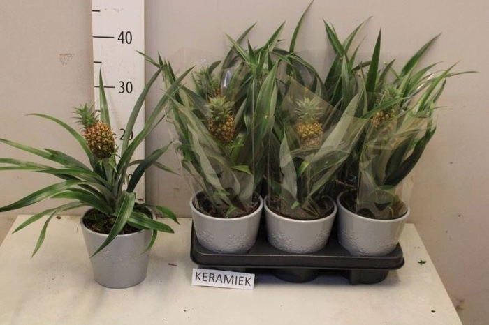 <h4>ANANAS CHAMPACA</h4>