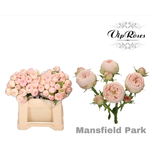 R TR MANSFIELD PARK x20