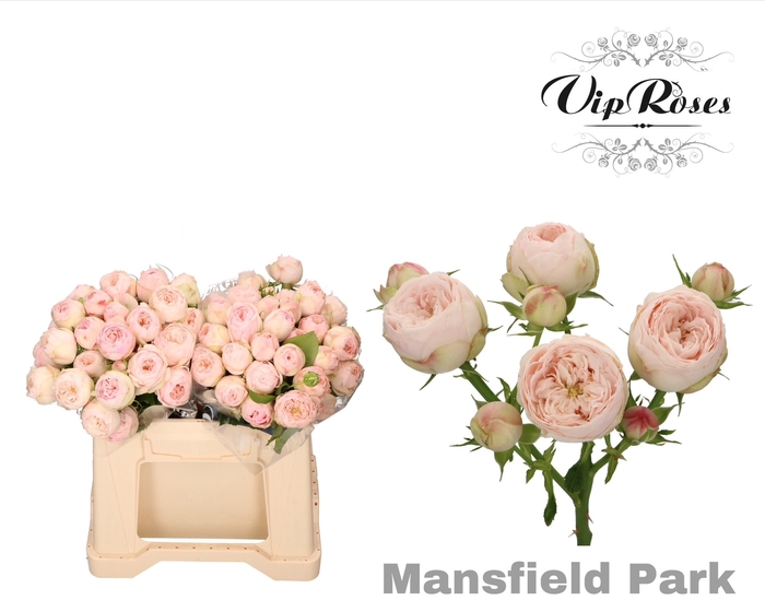 R TR MANSFIELD PARK x20