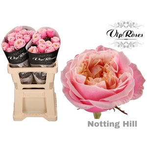 R GR NOTTING HILL XXL