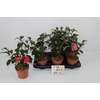 CAME JAPONICA