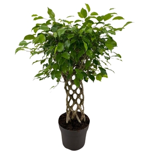 Ficus benja.   ...special shapes