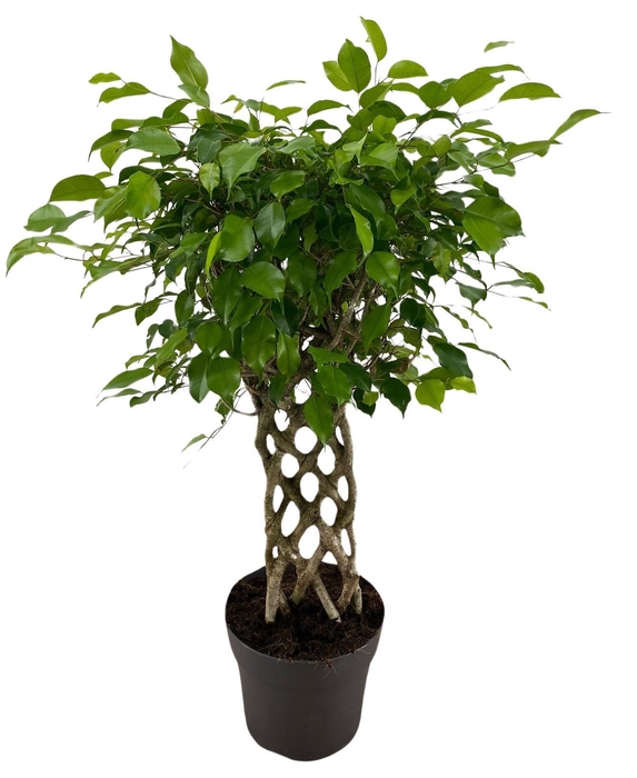 <h4>Ficus benja.   ...special shapes</h4>