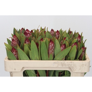 Protea Robijn