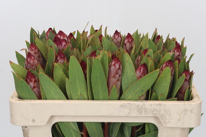 <h4>Protea Robijn</h4>