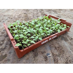de Gier Groenteplanten 110 Kool Koolrabi - 140 planten