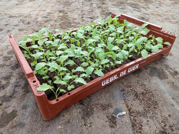 <h4>de Gier Groenteplanten 110 Kool Koolrabi - 140 planten</h4>