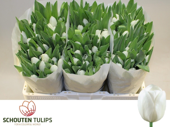 <h4>TU EN ROYAL VIRGIN</h4>