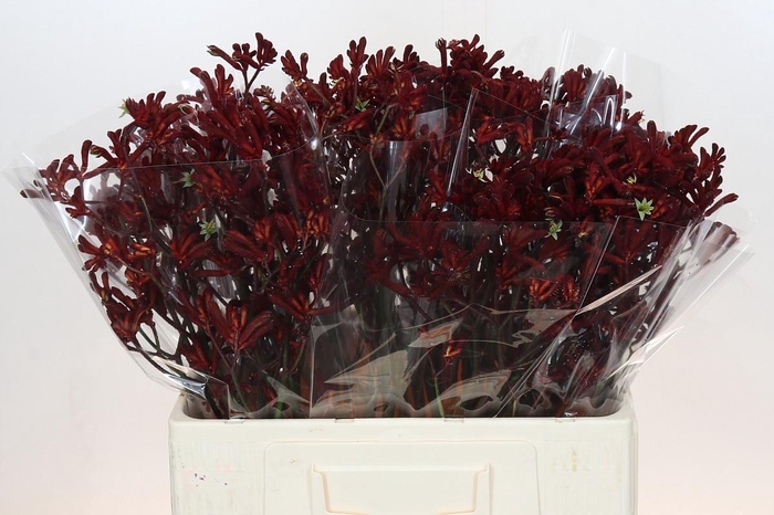 <h4>Anigozanthos Bush Ruby</h4>