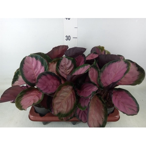 Calathea roseopicta 'Crimson'