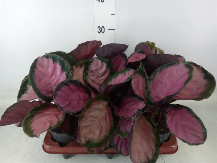 <h4>Calathea roseopicta 'Crimson'</h4>