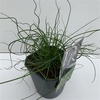 Juncus 'Spiralis'