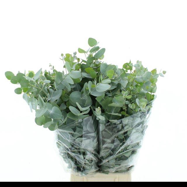 <h4>EUC CINEREA PER BOS</h4>