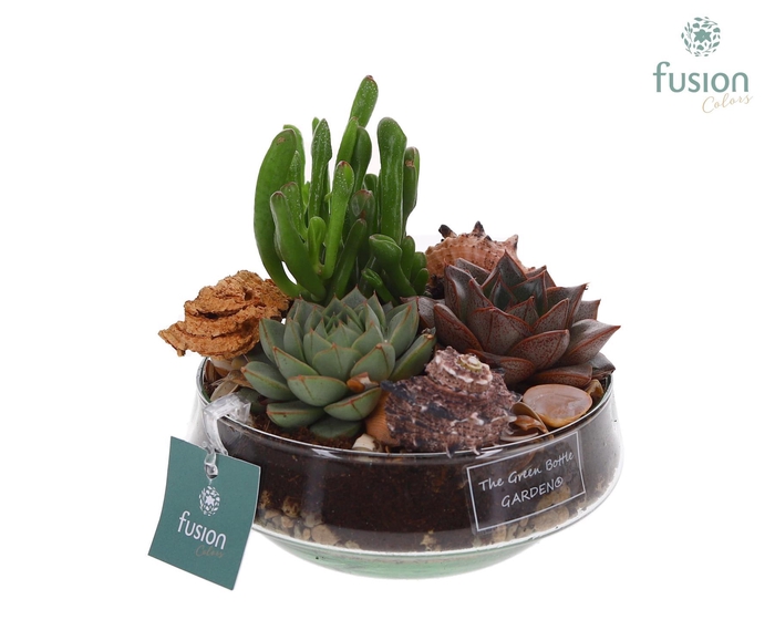 <h4>Green Bottle Iris Small Maritiem met Succulenten</h4>