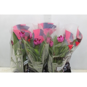 CURCUMA SIAM SPLASH P15