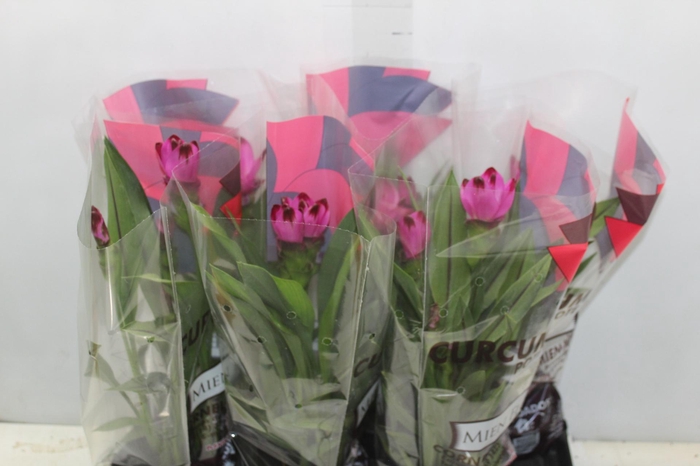 <h4>CURCUMA SIAM SPLASH P15</h4>