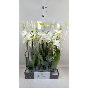 Phalaenopsis   ...white