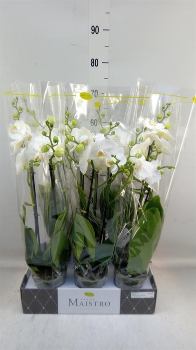 <h4>Phalaenopsis ...white</h4>