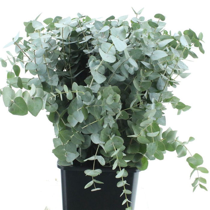 <h4>Euca Cinerea P Stem (10 Stems Per Bunch)</h4>