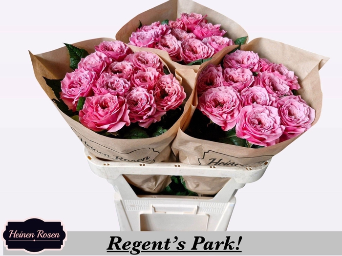 <h4>R GR REGENTS PARK!</h4>