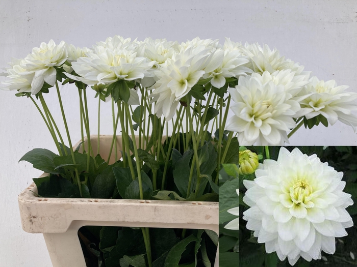 <h4>DAHL KARMA MAA ZWAAN</h4>