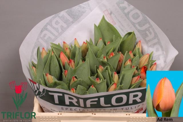 <h4>TU EN AD REM</h4>