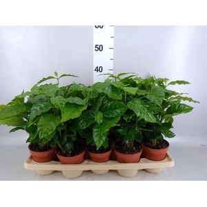 Coffea arabica