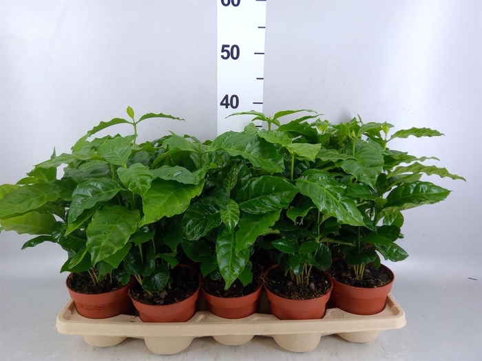 <h4>Coffea arabica</h4>
