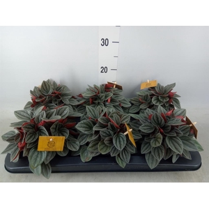Peperomia caperata 'Santorini'