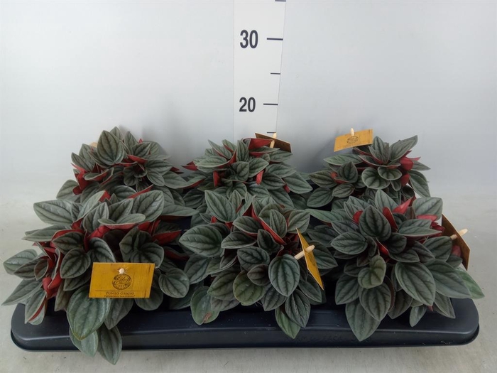 <h4>Peperomia caperata 'Santorini'</h4>