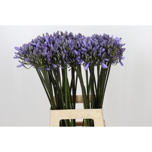 Agapanthus Happy Blue