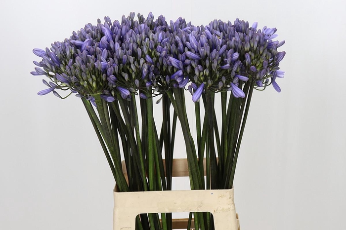 <h4>Agapanthus Happy Blue</h4>