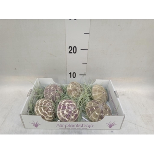 Arr.  Tillandsia L%