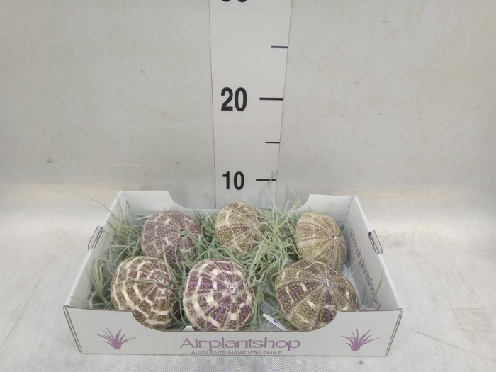 <h4>Arr.  Tillandsia L%</h4>