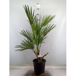 Chamaerops humilis