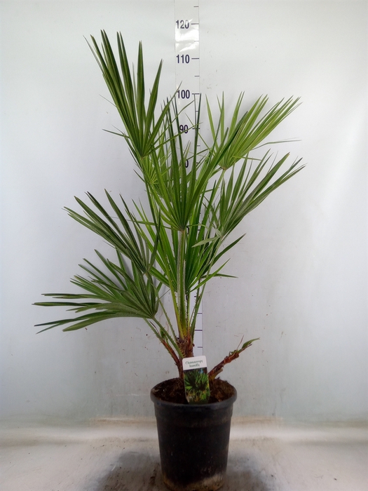 <h4>Chamaerops humilis</h4>