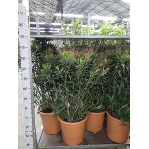 Nerium oleander   ...
