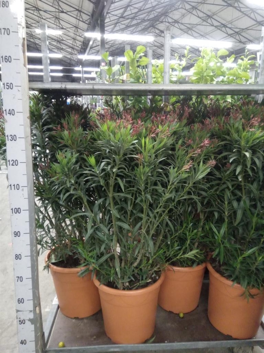 <h4>Nerium oleander   ...</h4>