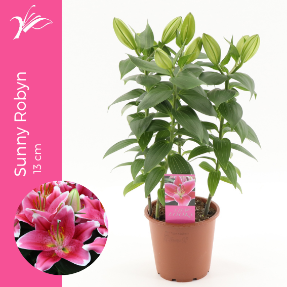 <h4>Lilium Sunny Robyn 13 cm (or. lelie)</h4>