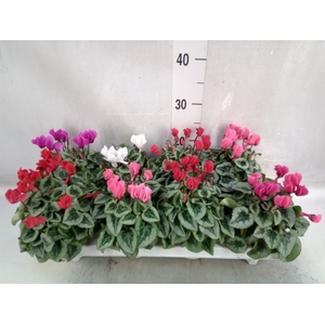 Cyclamen KL 'Picasso'