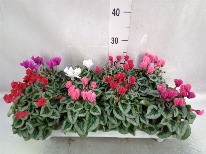 Cyclamen KL 'Picasso'