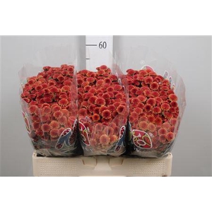 Chr S Mad Tyolo Oran